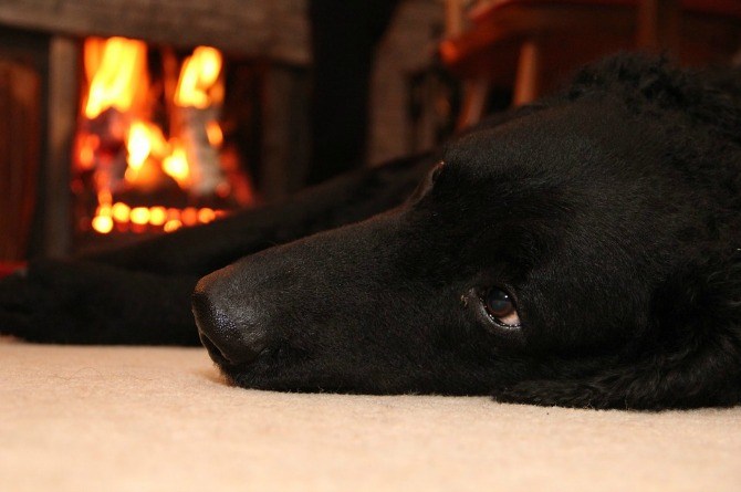 Family Dog Saves Toddler From Fire By Shielding Her With Its Own Body