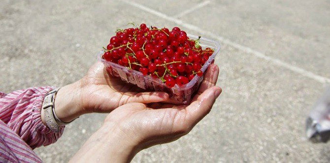 How cranberries can decrease your use of UTI antibiotics