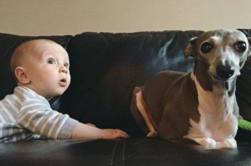 Baby ‘rescues’ this adopted dog from a life of fear! Heart melting, this!