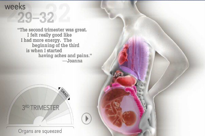 organs move during pregnancy 
