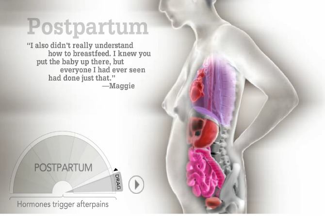 organs move during pregnancy 