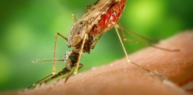 'Super malaria' on the rise in South East Asia: Is Singapore at risk?