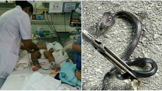 Snake Bite: Sleeping Malaysian Toddler Bitten By Deadly Cobra