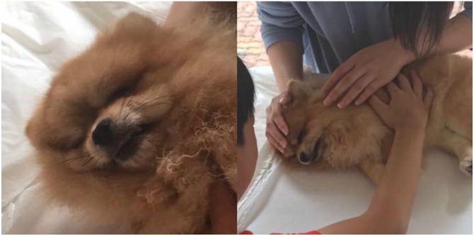 Family shocked as dog dies at pet kennel in Singapore