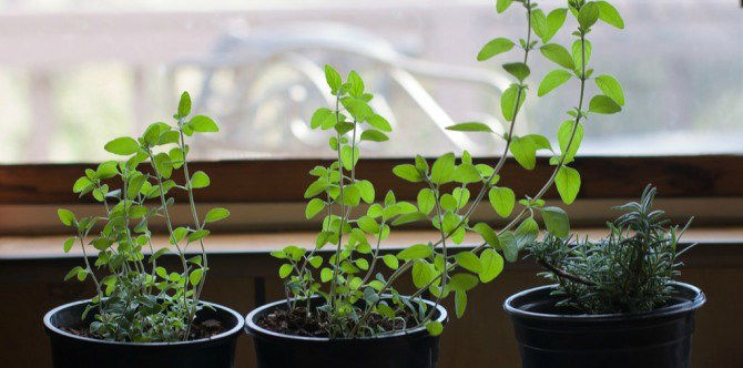 Grow Your Own Fresh Food at Home With These 5 Smart Indoor Herb Gardens