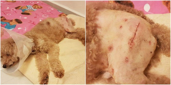 Pet care in Singapore gone wrong: Dog allegedly abused
