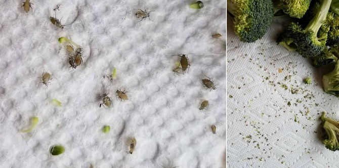 Traumatised woman's warning after she finds insects in broccoli
