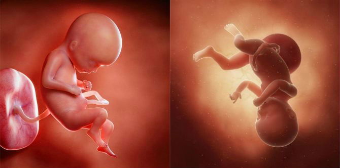 This Amazing Video Shows How Babies Receive Nutrients From A Mum-to-be!