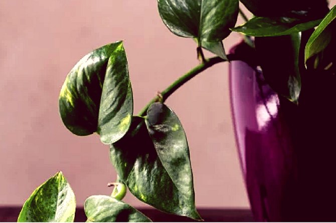 7 Poisonous Plants To Humans And Animals: Guide To Keep Families Safe