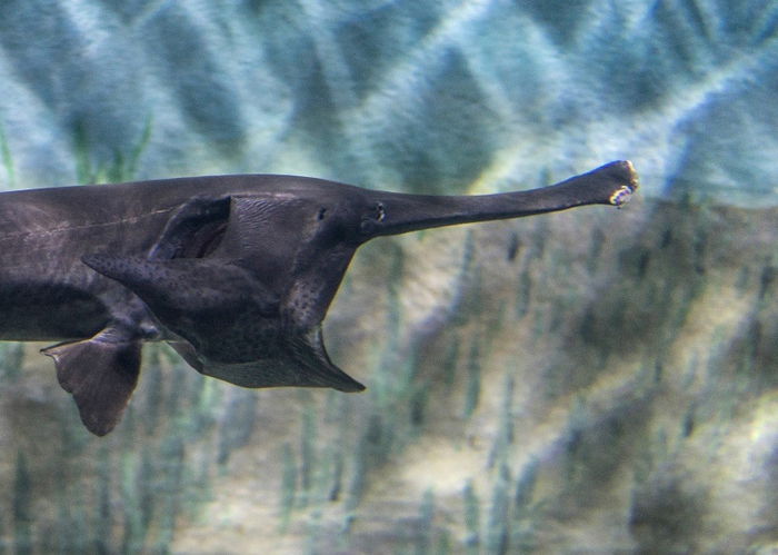 5 quirky sea creatures your kids should not miss seeing