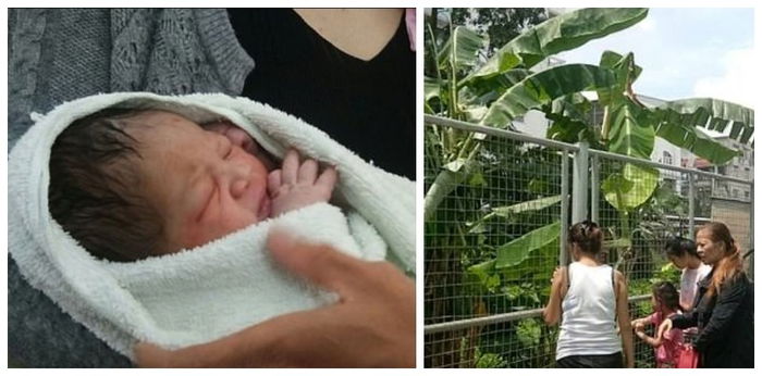 Newborn girl thrown from fifth floor, survives because banana leaves protected her