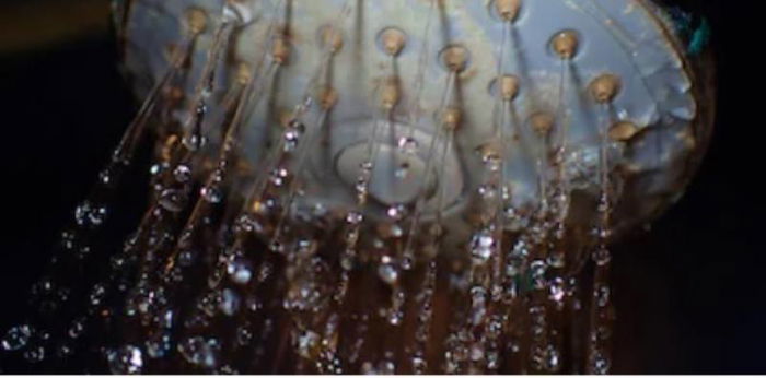Your showerhead is teeming with bacteria, discover scientists