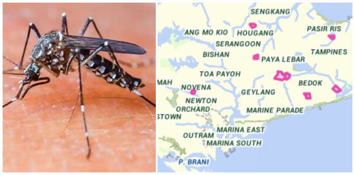 Dengue season: NEA reports more than 100 cases within a week
