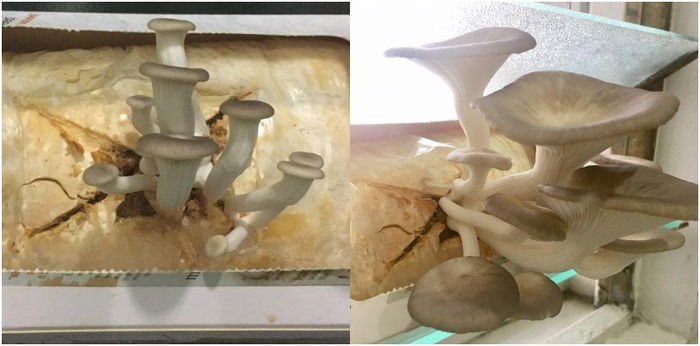 Why Your Children May Not Need to Grow Taugeh in Schools in the Future