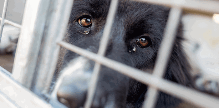 A comprehensive guide to animal abuse offences and penalties in Singapore