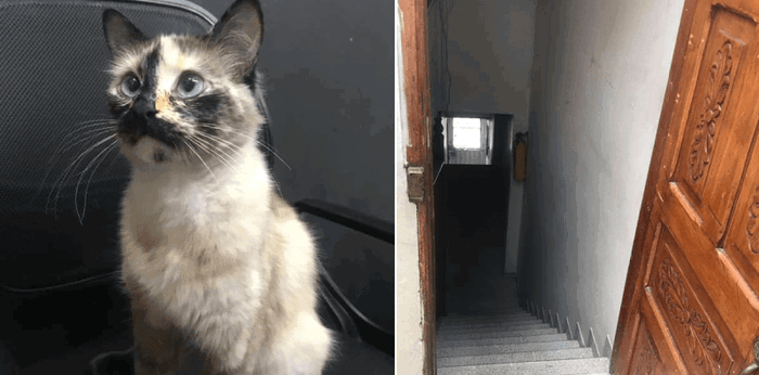 Cat Saves Baby From Fatal Fall Down Stairs
