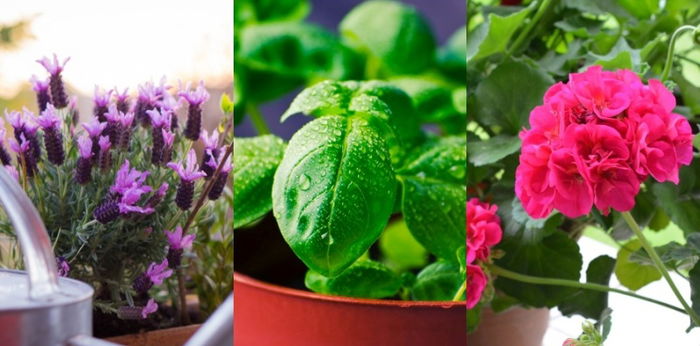 11 Effective Plants to Have for a Dengue-free Home