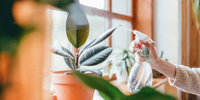 13 Indigenous Asian Indoor Plants That Won't Poison Your Pets Or Kids