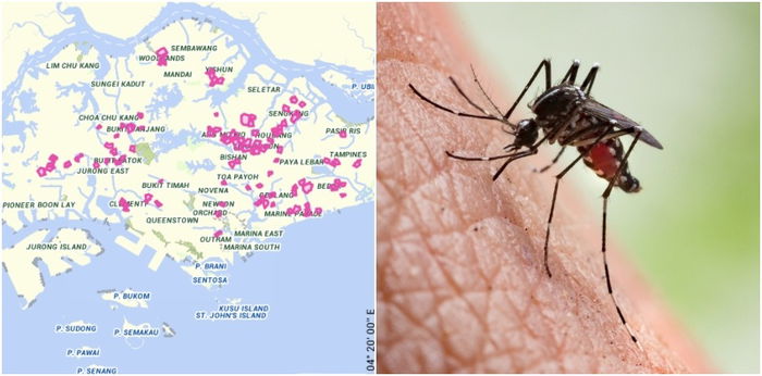 This Year's Dengue Outbreak Is Infecting More Singaporeans Faster Than COVID-19