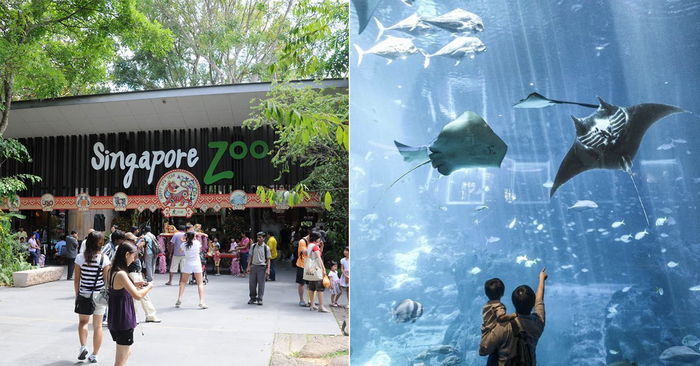 Singapore Zoo, Amusement Parks Among Attractions to Reopen on 1 July