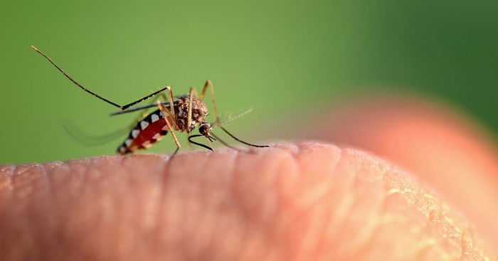 Dengue in the Era of COVID-19: How To Prevent Dengue In The Time Of Coronavirus