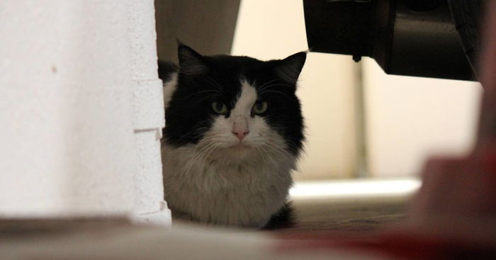 Man Divorces Wife of 45 Years Over Her Obsession with Cats 