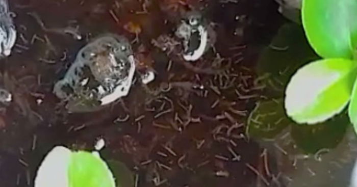 NEA Reports Gruesome Sight of Hundreds of Mosquito Larvae Wriggling in Flower Pot at a Home