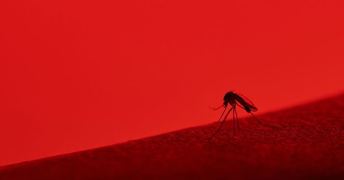 Singapore's Dengue Cases Surpass The 35,000 Mark, Highest Since 2013