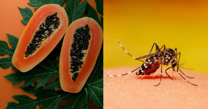 Dengue Prevention and Recovery: Benefits of Consuming Papaya Leaf Juice