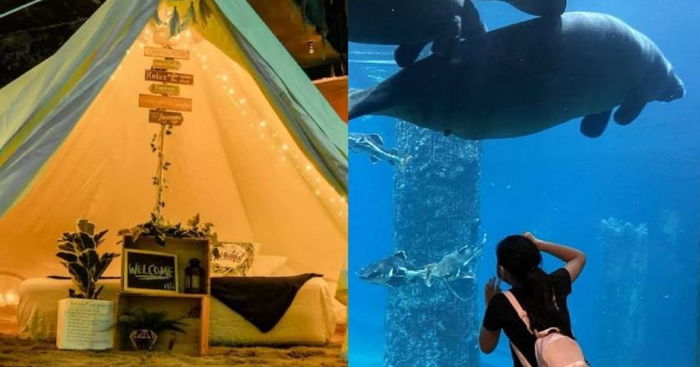 Spend The Night With 'Mermaids': Go Glamping With Manatees At River Safari This December