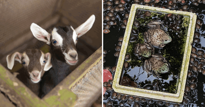 Places In Singapore Where You Can Have Hands-on Animal Experiences That Are Not The Zoo