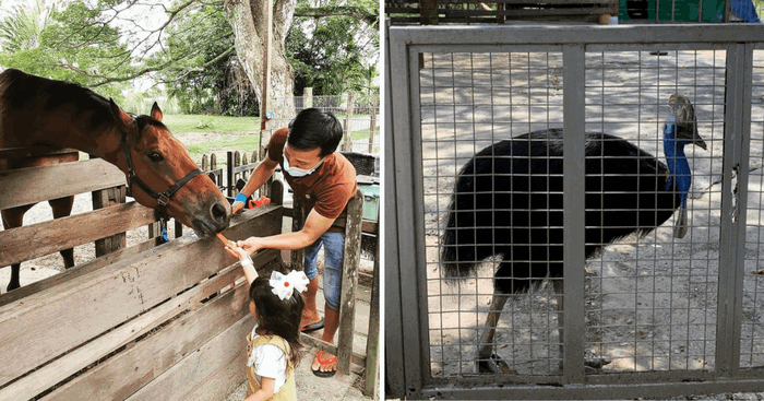 The Animal Resort In Seletar To Close After 20 Years