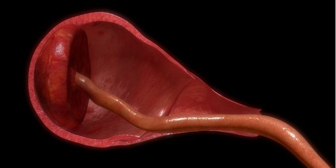 Everything You Must Know About Placenta Delivery