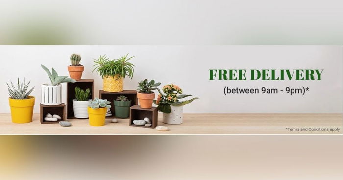 Ferns N Petals Forges Ahead In Singapore With Free Delivery For All Gifting Needs