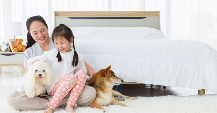 5 HDB-Approved Dogs For Your Lifestyle