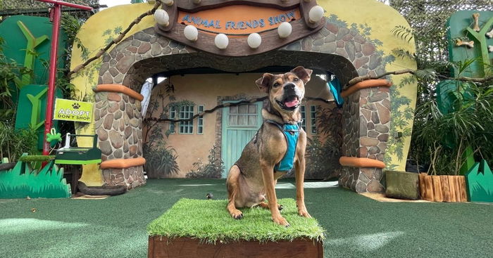 Singapore Zoo And SPCA Collaborate To Nurture Long-Term Shelter Dogs And Find Homes With Families