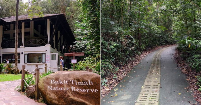 Ultimate Guide To Bukit Timah Nature Reserve: A Day Of Hiking And Biking With The Kids
