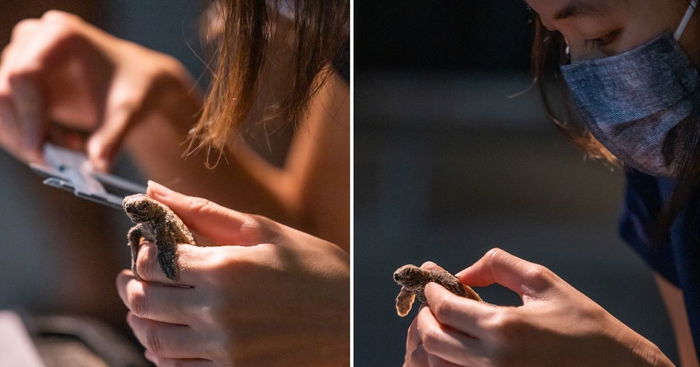 85 Critically Endangered Hawksbill Turtles Hatch In Sentosa