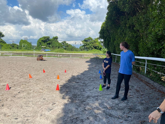 Exploring the Equestrian World: 8 Places to Go Horse Riding in Singapore