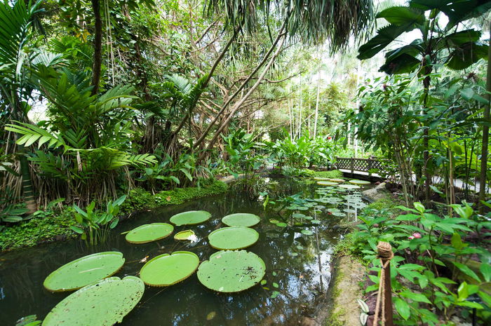Discover the Enchanting Delights of Singapore Botanic Gardens