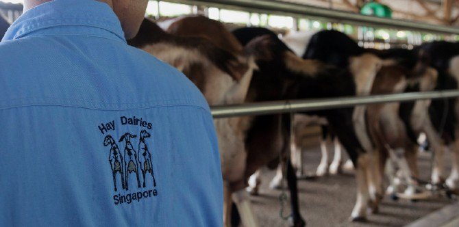 Why The Hay Dairies Goat Farm Is A Perfect Alternative To The Amusement Park