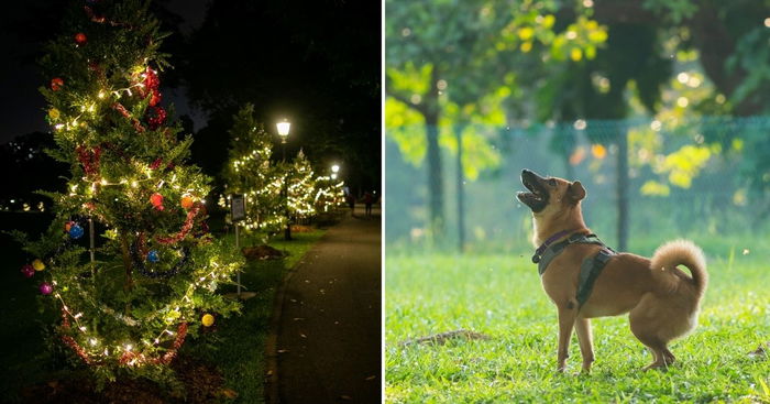 NParks List Of December 2021 Events You Can Enjoy With The Entire Family