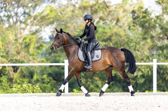 Exploring the Equestrian World: 8 Places to Go Horse Riding in Singapore