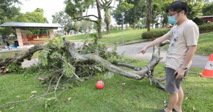 Watch Out! Falling Tree In Sembawang Park Nearly Hits 5-Year-Old Girl