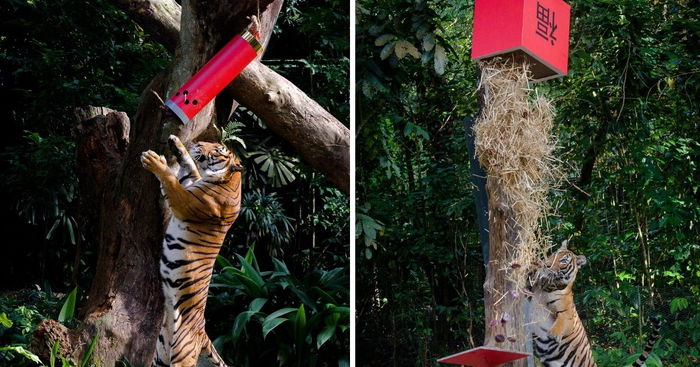 A Tiger-ific Lunar New Year at Singapore's Wildlife Parks