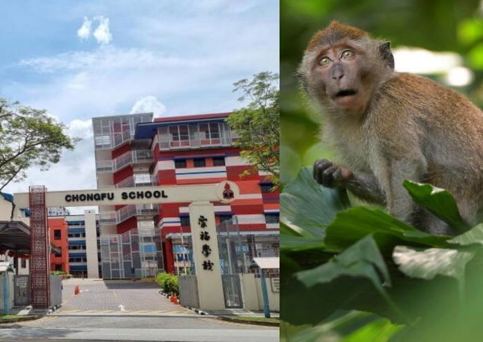 Teachers and Pupils Lock Themselves in Classrooms After Monkey Breaks Into Yishun Primary School