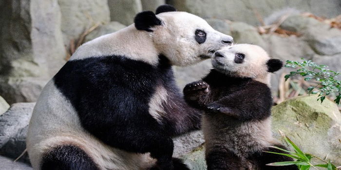Le Le Takes His First Big Step Into River Wonders' Giant Panda Forest Exhibit