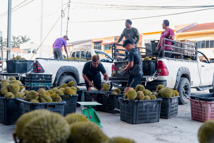 Durian Hunting 101: Heres What a Durian Lover Found Out About Where to Get Premium Durians at the Best Prices