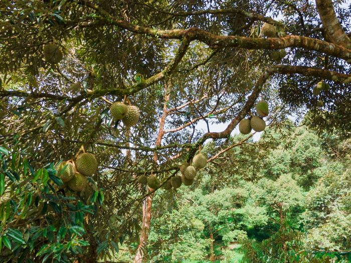 durian