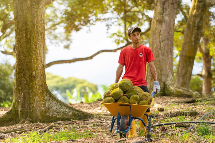 durian